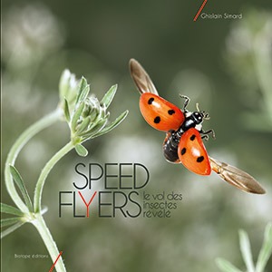 Image de Speed flyers le vol des insectes révélé