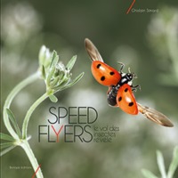 Image de Speed flyers le vol des insectes révélé