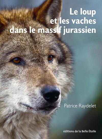 Image de Le loup et les vaches dans le massif jurassien