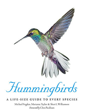 Picture of Hummingbirds A Life-Size Guide to Every Species /anglais