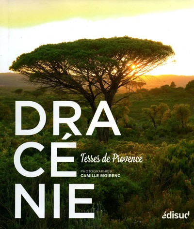 Image de Dracénie - terres de Provence