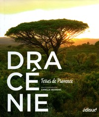 Image de Dracénie - terres de Provence