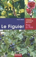Image de FIGUIER PAS A PAS LE