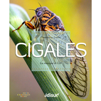 Image de Cigales - la musique de l'été