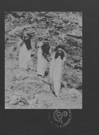 Image de Le Nemesiache