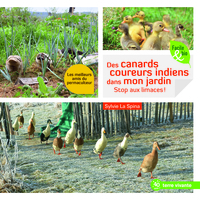 Picture of Des canards coureurs indiens dans mon jardin