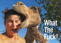 Image de WHAT A FUCK!