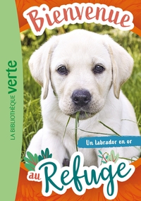 Picture of Bienvenue au refuge 08 - Un labrador en or