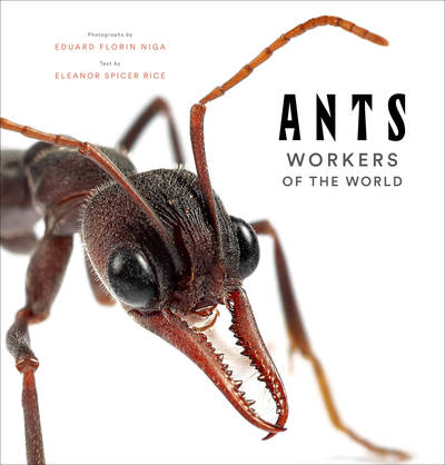 Image de ANTS