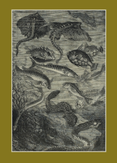 Image de Carnet blanc : Vingt mille lieues sous les mers, Jules Verne, 1871