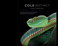 Image de Matthijs Kuijpers Cold Instinct /anglais