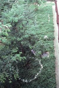 Picture of Kishio Suga Writings, vol. 2, 1980-1989 /anglais