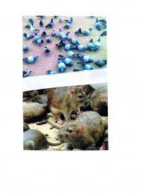 Picture of Des pigeons et des rats - réédition