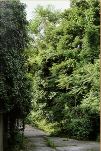 Image de Ailanthus altissima