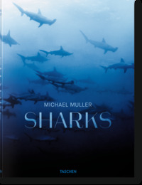 Image de Michael Muller. Sharks