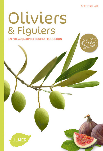 Image de Oliviers et figuiers (NE). En pot, en jardin et pour la production