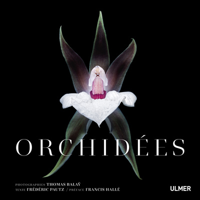 Picture of Orchidées