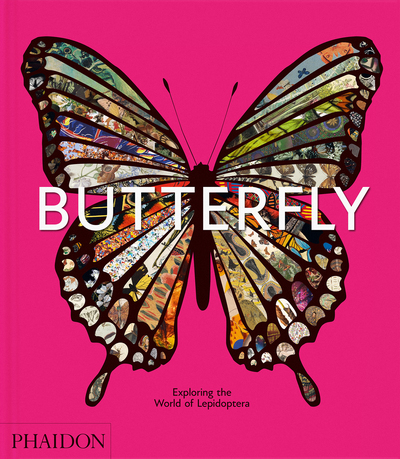 Picture of Butterfly