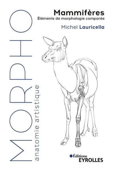 Picture of Morpho Mammifères