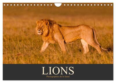 Picture of Lions - Photographies de la faune (Calendrier mural 2027 DIN A4 vertical), CALVENDO calendrier mensuel