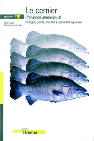 Image de Le cernier (polyprion americanus)