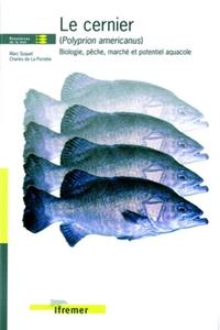 Image de Le cernier (polyprion americanus)