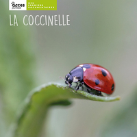 Image de LA COCCINELLE