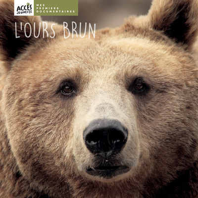 Picture of L'ours brun