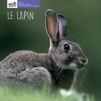 Picture of Le lapin