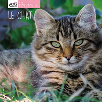 Image de LE CHAT