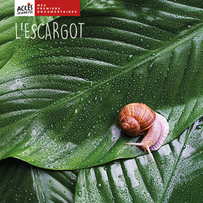 Picture of L'escargot