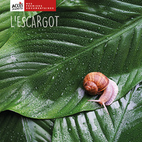 Picture of L'escargot