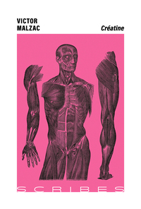 Picture of Créatine