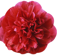 Picture of PIVOINE (LIVRE FORME)