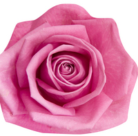 Picture of ROSES (LIVRE FORME)