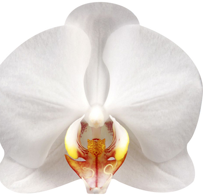 Picture of ORCHIDEES (LIVRE FORME)