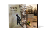 Image de Vieilles branches