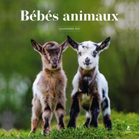 Picture of Calendrier 2027 bébés animaux