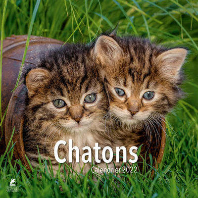 Picture of Chatons - Calendrier 2022