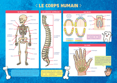 Image de Les posters de l'école : Le Corps humain