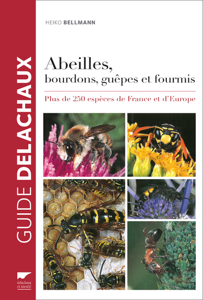 Image de Abeilles, bourdons, guêpes et fourmis
