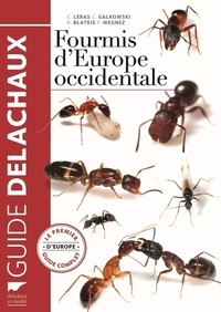 Image de Fourmis d'Europe occidentale