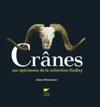 Picture of Crânes