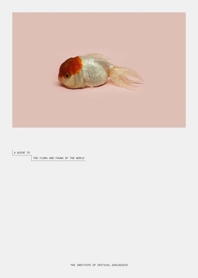 Picture of Robert Zhao Renhui A Guide to the Flora and Fauna of the World /anglais