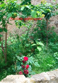 Picture of Passions pathétiques