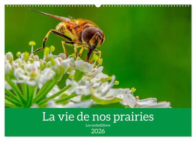 Picture of La vie de nos prairie, les ombellifères (Calendrier mural 2026 DIN A2 vertical), CALVENDO calendrier mensuel