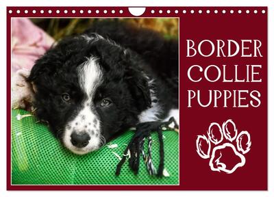 Picture of Border collie puppies (Calendrier mural 2026 DIN A4 vertical), CALVENDO calendrier mensuel