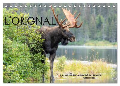 Picture of L'ORIGNAL, LE PLUS GRAND CERVIDÉ DU MONDE (Calendrier de bureau 2026 DIN A5 vertical), CALVENDO calendrier mensuel