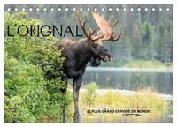 Picture of L'ORIGNAL, LE PLUS GRAND CERVIDÉ DU MONDE (Calendrier de bureau 2026 DIN A5 vertical), CALVENDO calendrier mensuel