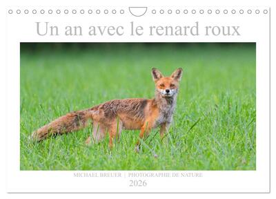 Picture of Un an avec le renard roux (Calendrier mural 2026 DIN A4 vertical), CALVENDO calendrier mensuel